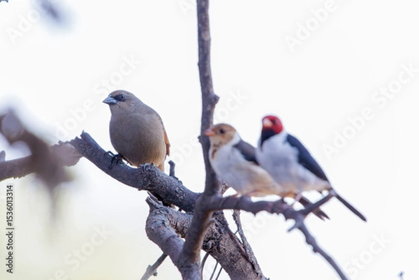 Obraz Greyish Baywing (Agelaioides badius) and yellow-billed Cardinal (Paroaria capitata) perched on a tree branch.