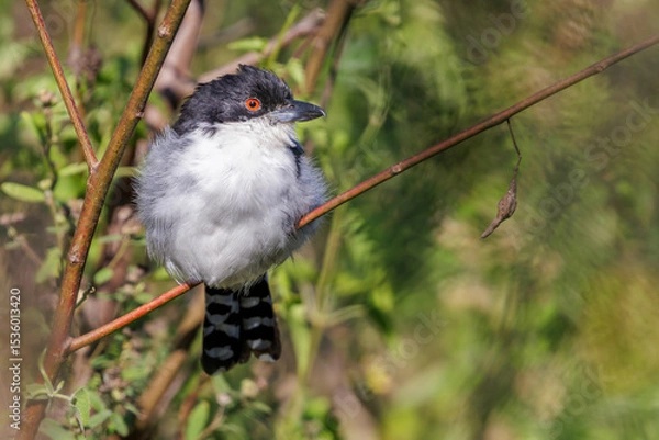 Obraz Great Antshrike (Taraba major) perched on a tree branch with copy space.