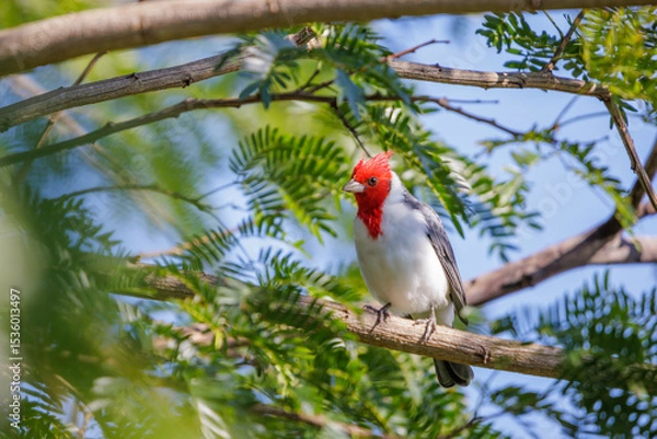 Obraz Red-crested cardinal (Paroaria coronata) perched on a tree branch.