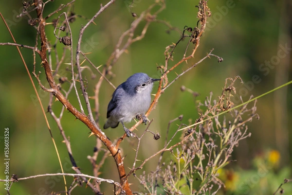 Obraz Female Masked Gnatcatcher (Polioptila dumicola) perched on a tree branch.