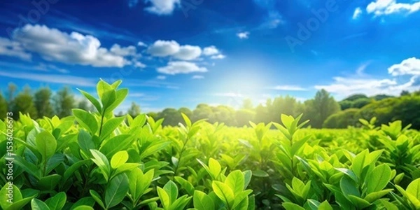 Obraz Dense green foliage in the foreground with a bright blue sky above
