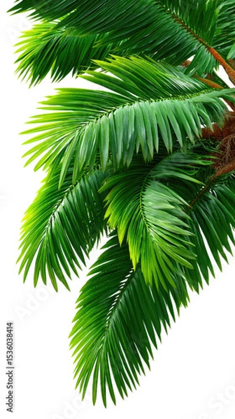 Fototapeta Palm Leaf Serenity: Lush, green palm leaves exude a sense of tranquility, their intricate fronds gently illuminated in a vibrant display of nature's artistry.
