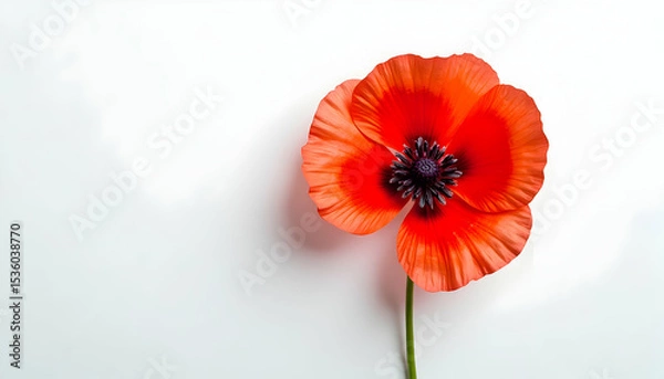 Obraz Blooming Red Poppy on White Background Showing Vivid Petals