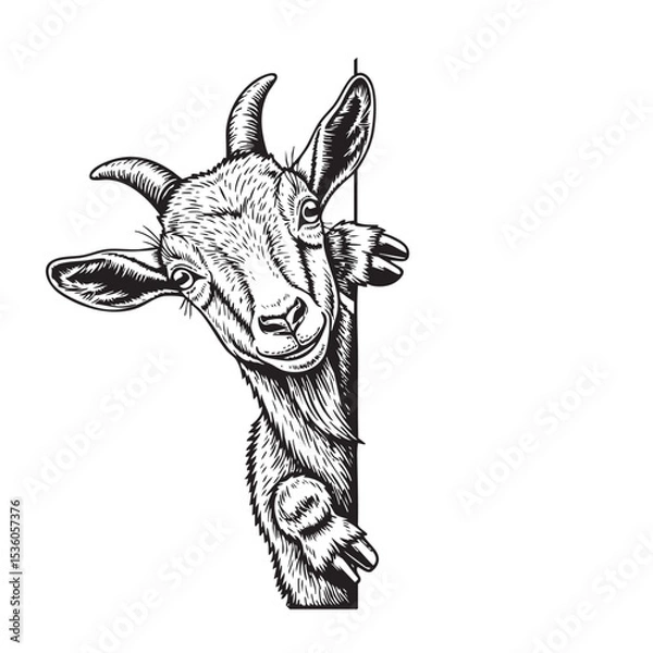 Fototapeta Playful black and white vector of a goat peeking from a corner. Detailed engraving lines, perfect for logo design, farm art, or fun prints.