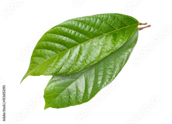 Fototapeta green cocoa leaf isolated on transparent png background.	