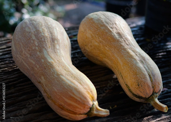 Obraz Many varieties of pumpkins are harvested and placed on the table