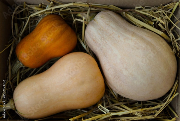 Obraz Several varieties of pumpkins are harvested in boxes