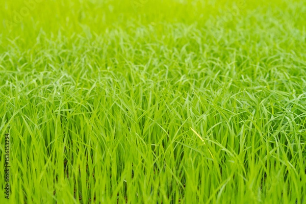 Obraz Green rice fields are growing