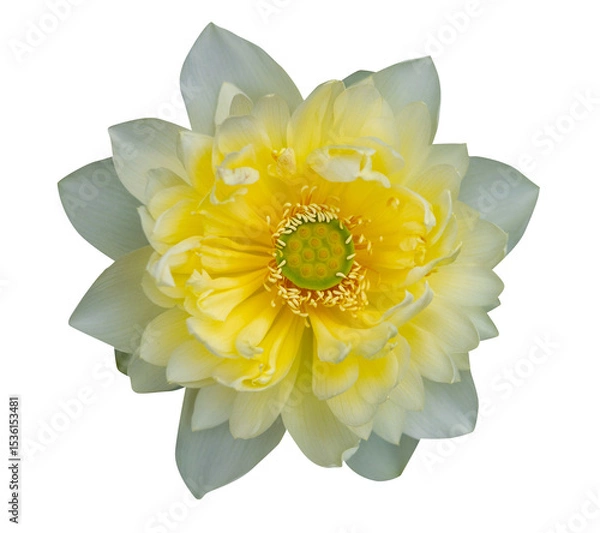 Obraz Yellow lotus flowers are in full bloom