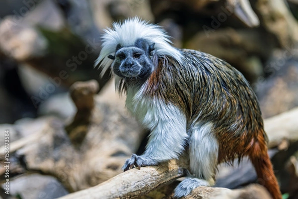 Fototapeta Discovering the agile cotton-top tamarin in its natural habitat, showcasing its unique features and lively demeanor