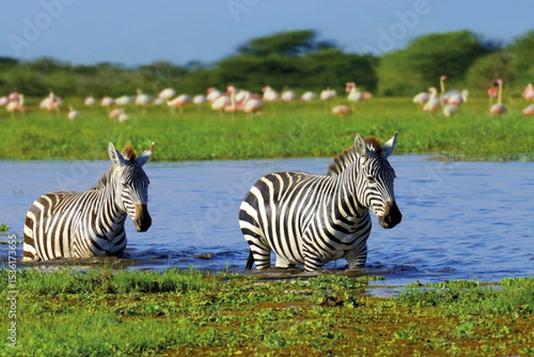Fototapeta Zebra in the background flamingo. National Park of Kenya, Africa