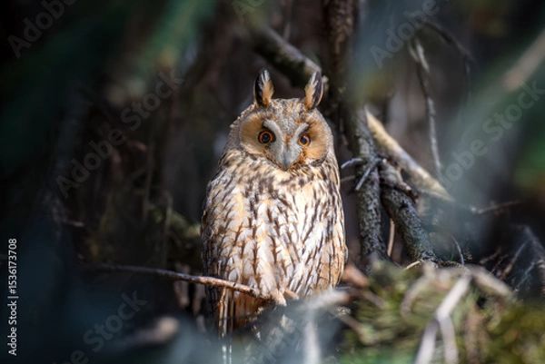 Fototapeta Owl sit in a tree and looking on the the camera
