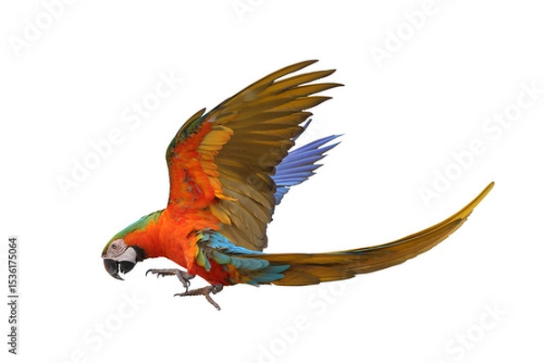 Fototapeta Colorful flying Harlequin Macaw parrot isolated on transparent background png file	
