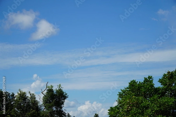 Fototapeta Serene blue sky with wispy clouds and treetops.