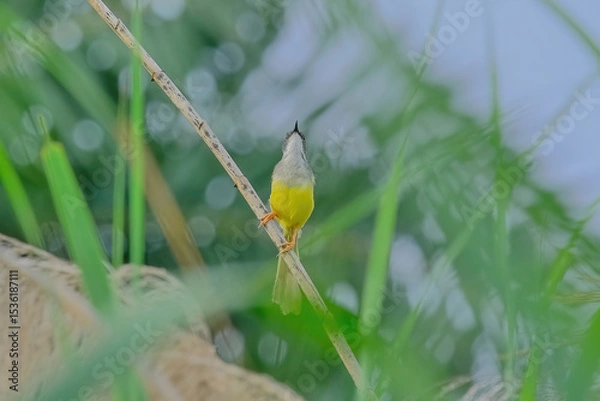 Obraz Yellow-bellied prinia