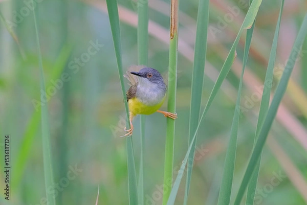 Obraz Yellow-bellied prinia