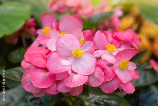 Fototapeta Pink flower of Begonia semperflorens cultorum or Wax Begonia bloom with sunlight in the garder.