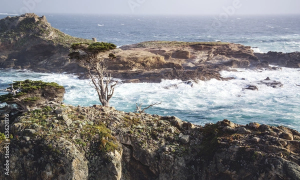 Obraz Cypress tree and ocean view