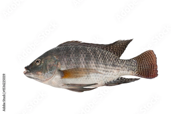 Obraz Tilapia fish isolated on white background.Freshwater fish.