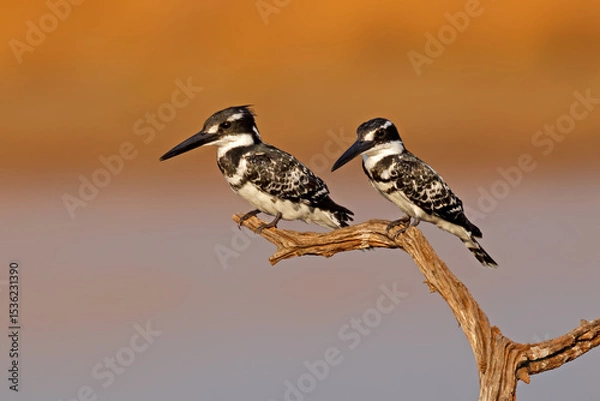 Obraz A pair of pied kingfisher (Ceryle rudis) perched on a branch, Pilanesberg National Park, South Africa