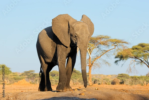 Obraz A large African elephant (Loxodonta africana) walking in natural habitat, Chobe National Park, Botswana