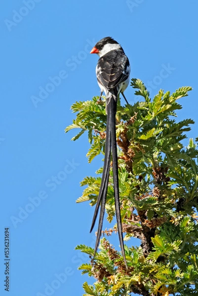 Obraz A male pin-tailed wydah (Vidua macroura) perched on a tree, South Africa