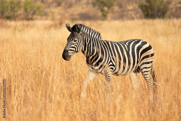 Obraz A plains zebra (Equus burchelli) walking in grassland, Pilanesberg National Park, South Africa