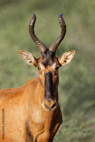 Obraz Portrait of a red hartebeest (Alcelaphus buselaphus) in natural habitat, Mokala National Park, South Africa