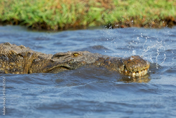 Obraz Portrait of a large Nile crocodile (Crocodylus niloticus) in shallow water, Chobe National Park, Botswana