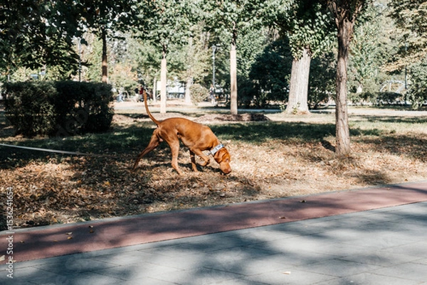 Obraz Dog sniffing fallen leaves in a sunny park, surrounded by trees and greenery. The scene captures the dog's natural inquisitiveness and the autumn atmosphere with light filtering through.