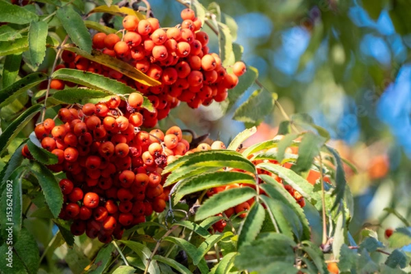 Obraz Clusters of bright red rowan berries hang from a lush green tree branch. The vivid colors and natural arrangement create a striking autumn scene highlighting the beauty of nature.
