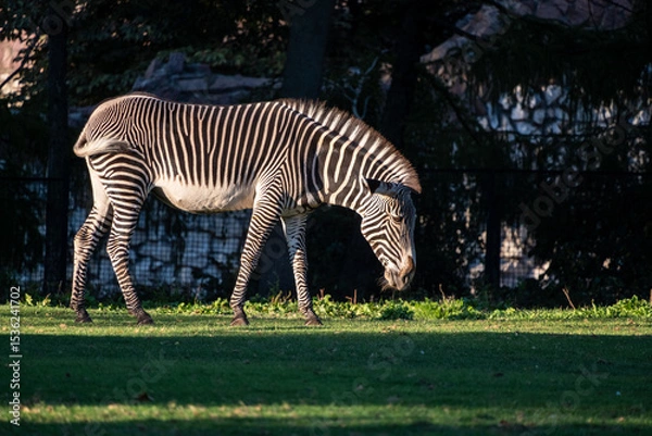 Obraz Zebra standing on a lush green field, focused on grazing. The scene captures the beauty of wildlife amid natural surroundings, showcasing the zebra's iconic black and white stripes.