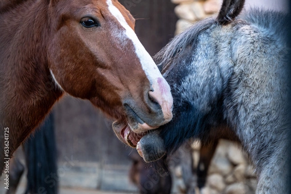 Obraz Two horses engage playfully by nipping each other's faces, showcasing a close social interaction. This moment highlights their bond and playful behavior against a natural backdrop.