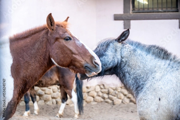 Obraz Two horses engage in affectionate behavior, nuzzling each other gently in a barnyard. The image captures their companionship and gentle interaction, showcasing their unique bond.