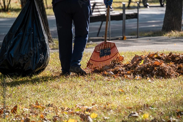 Obraz Person raking fallen autumn leaves in a park, gathering them into a black garbage bag. This outdoor cleanup activity highlights seasonal maintenance and environmental care.