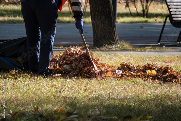 Obraz A person rakes a pile of autumn leaves in a park, wearing gloves and focused on tidying the area. Trees and benches in the background create a peaceful outdoor setting.
