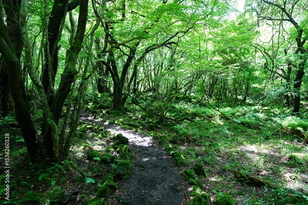 Fototapeta fascinating spring forest with old trees and path