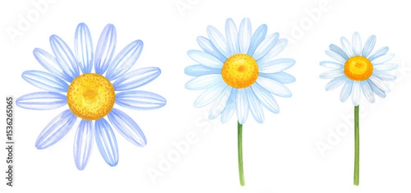 Obraz A collection of beautiful daisies showcasing their vibrant colors and natural beauty.