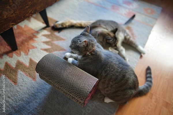 Fototapeta 爪つぎで寛ぐ二匹の猫