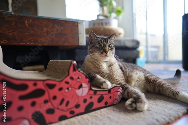 Fototapeta 爪とぎで寛ぐ猫