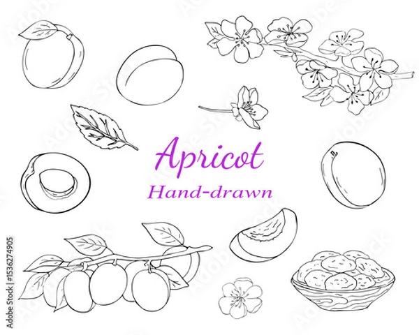 Fototapeta Hand-drawn apricot fruit, slices, leaves, blossoms, and dried apricots in black line style. Great for food or botanical designs.