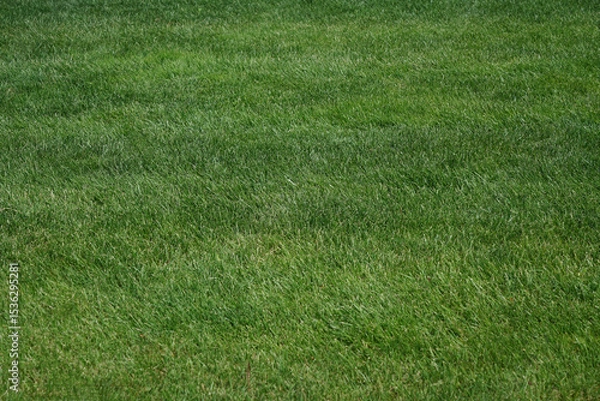 Obraz mown moved Green grass lawn meadow field in perspective as background. Lush, vibrant green grass blades reach towards the sunlight, refreshing and natural scene of growth and vitality in prospect
