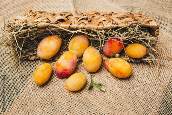 Fototapeta Close-up of bright yellow plums in a basket, emphasis on the texture of the fruit and freshness, soft daylight with copy space