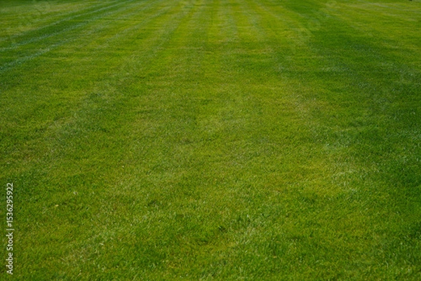 Obraz mown moved Green grass lawn meadow field in perspective as background. Lush, vibrant green grass blades reach towards the sunlight, refreshing and natural scene of growth and vitality in prospect