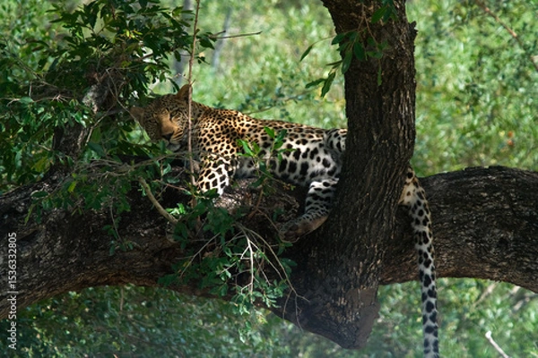 Fototapeta Leopard or gepard?