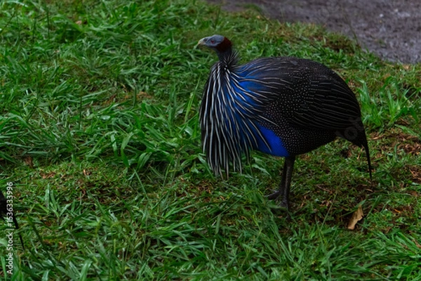 Fototapeta What´s that?