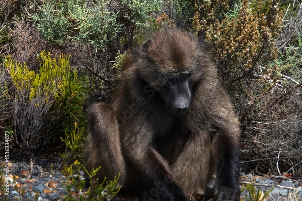 Fototapeta the thoughtful monkey