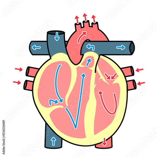 Fototapeta 心臓の循環のイラスト