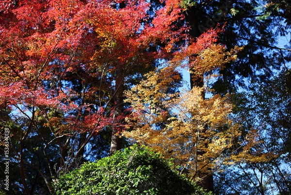 Fototapeta お寺の森の紅葉