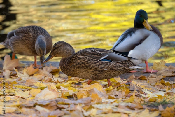 Obraz ducks in autumn close up
